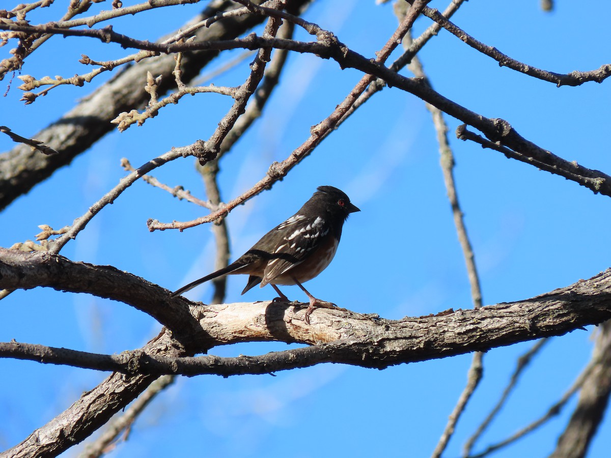 Spotted Towhee - ML616048538
