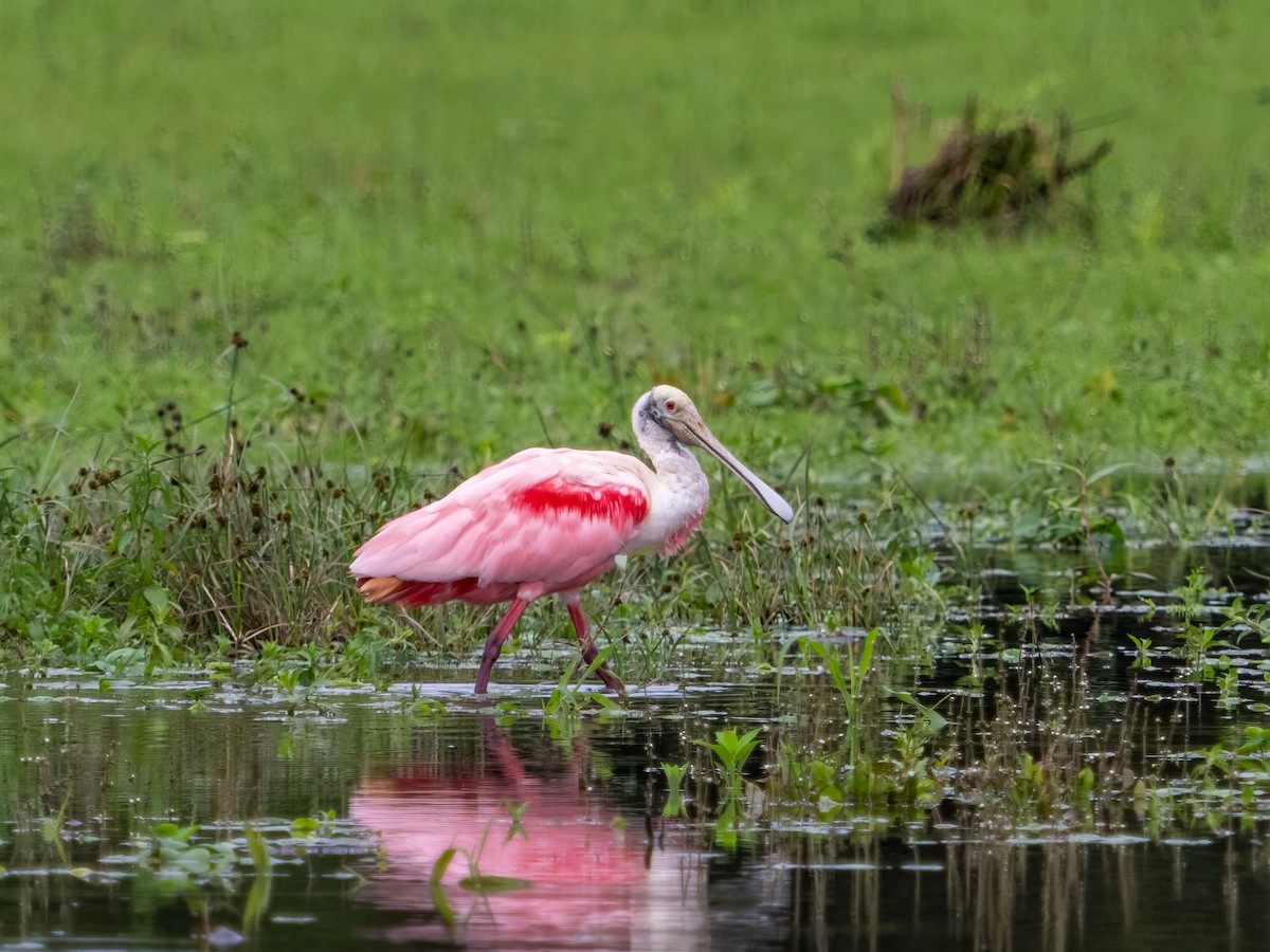 Roseate Spoonbill - Daniel Miller