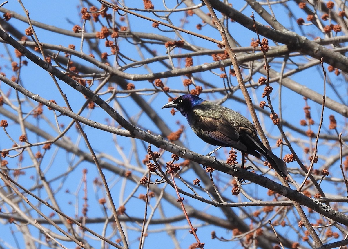 Common Grackle - france lamontagne