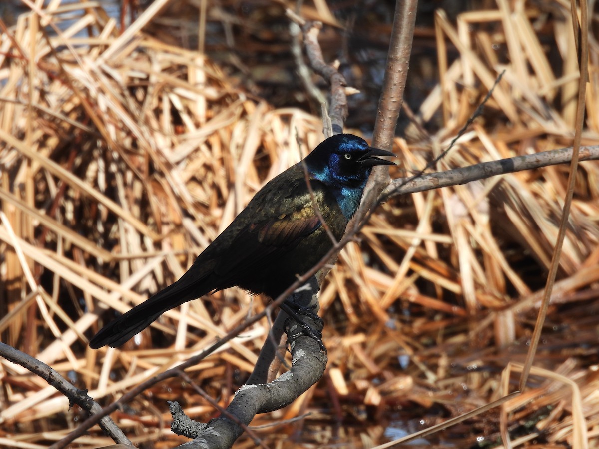 Common Grackle - ML616048618