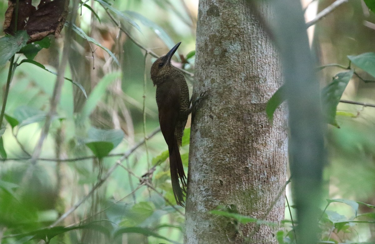 Northern Barred-Woodcreeper - ML616048625