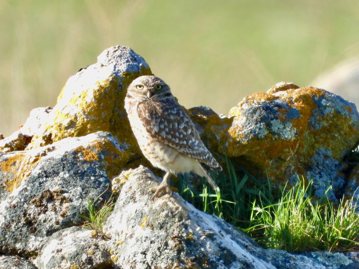 Burrowing Owl - ML616048627