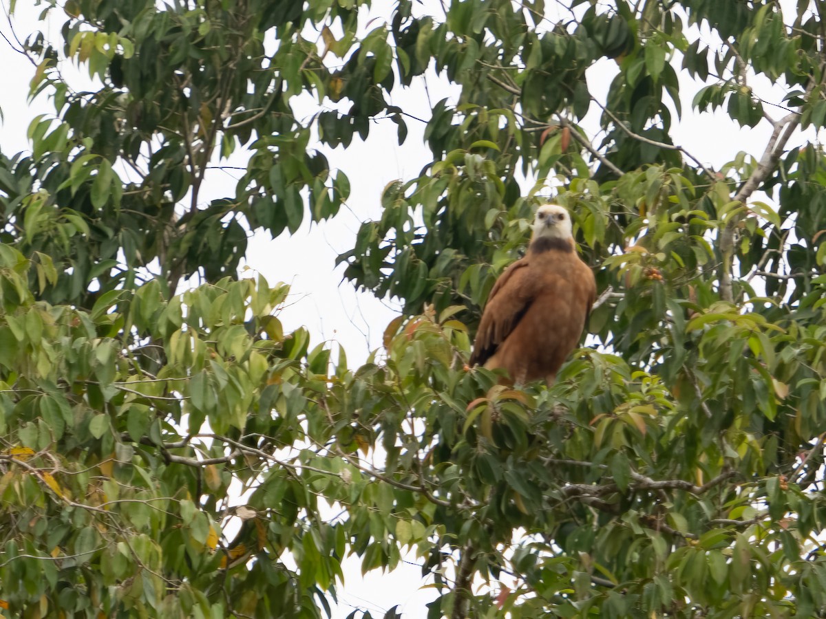 Black-collared Hawk - Daniel Miller