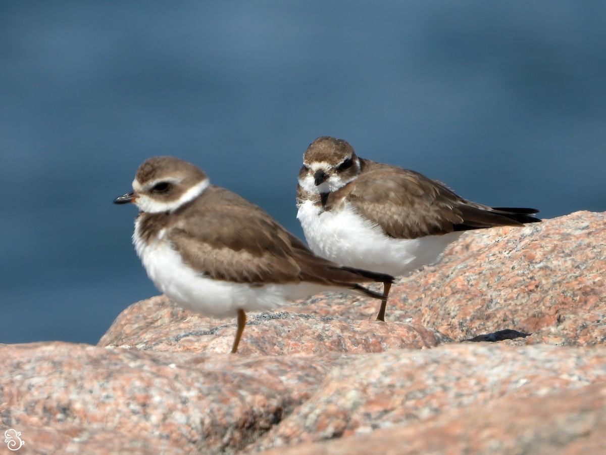 Semipalmated Plover - ML616048698
