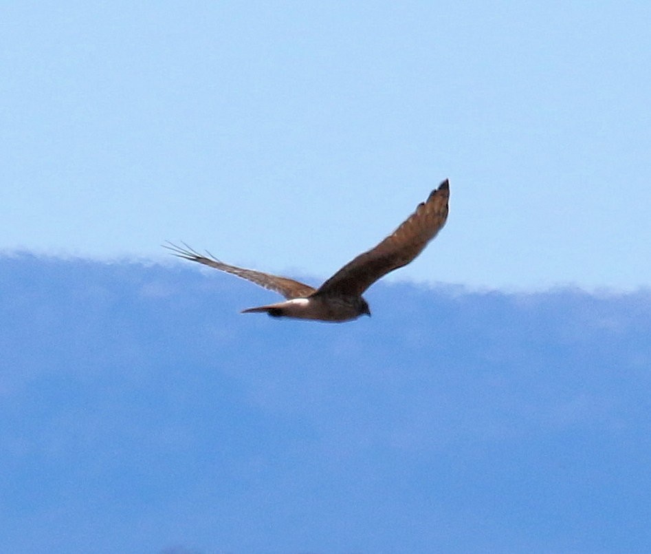 Swamp Harrier - ML616048740