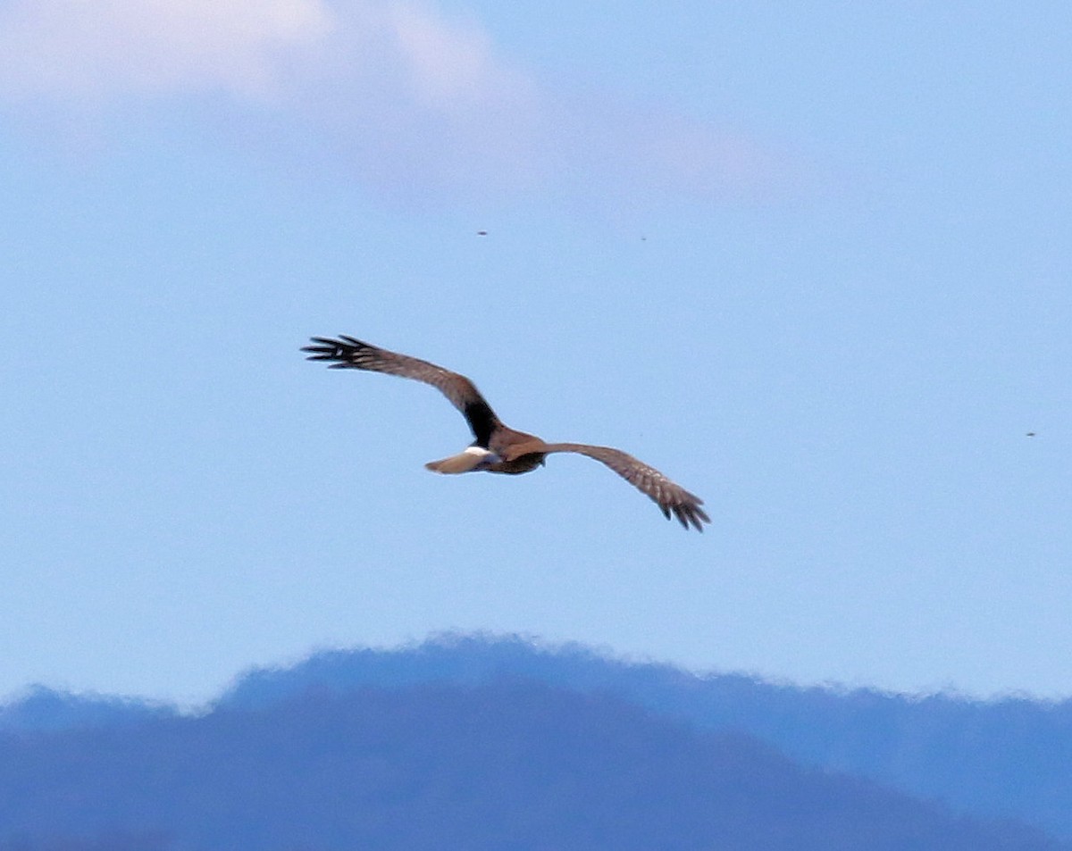 Swamp Harrier - Kernan Bell