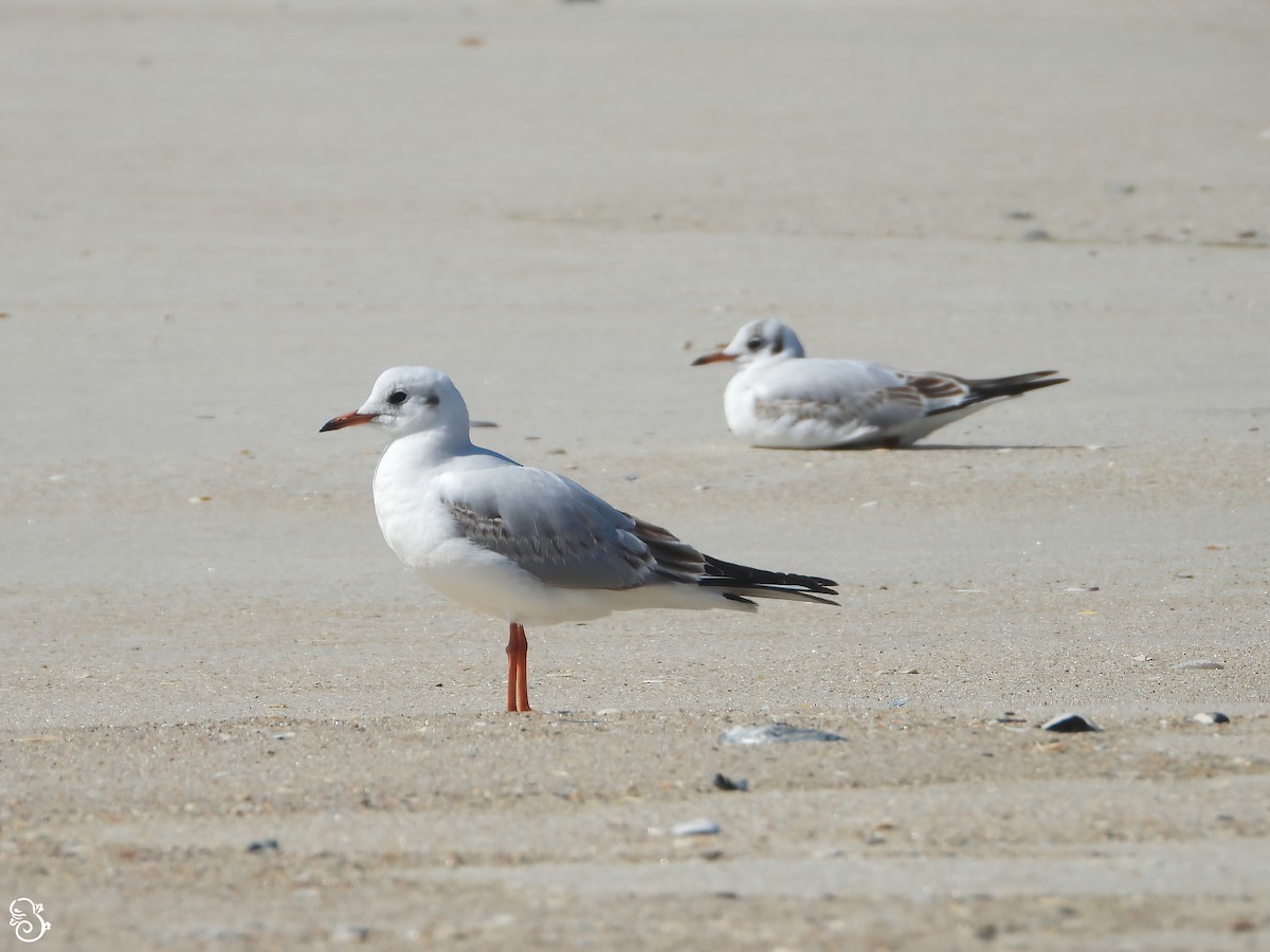 Black-headed Gull - ML616048752