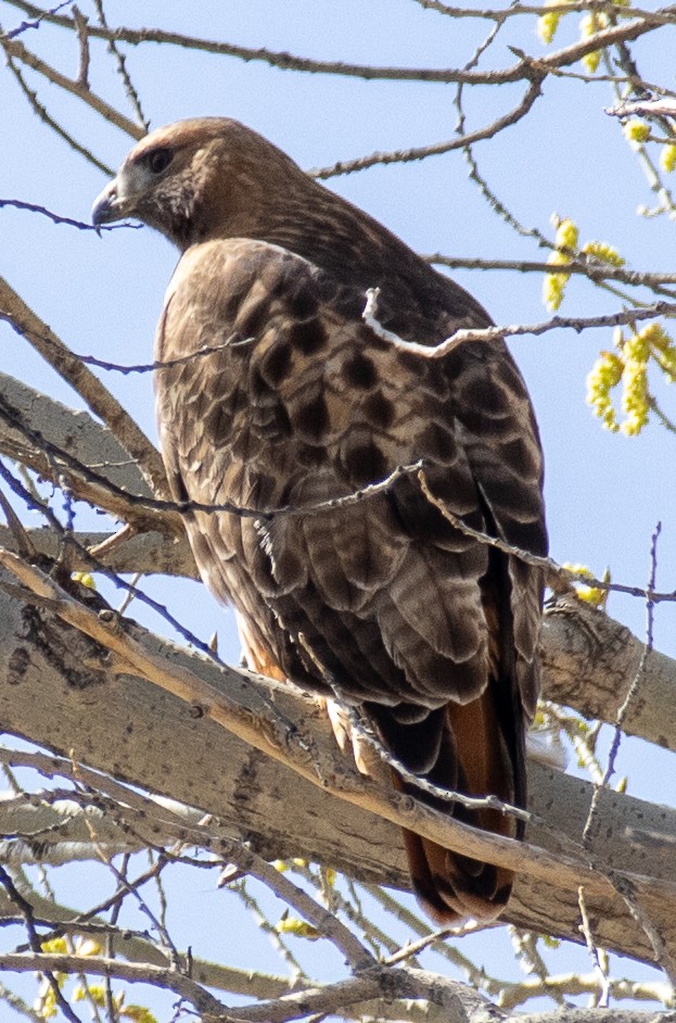 Rotschwanzbussard - ML616048763