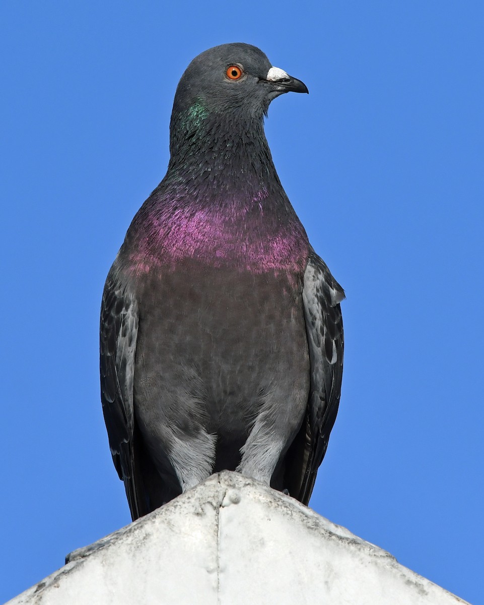 Rock Pigeon (Feral Pigeon) - ML616048811