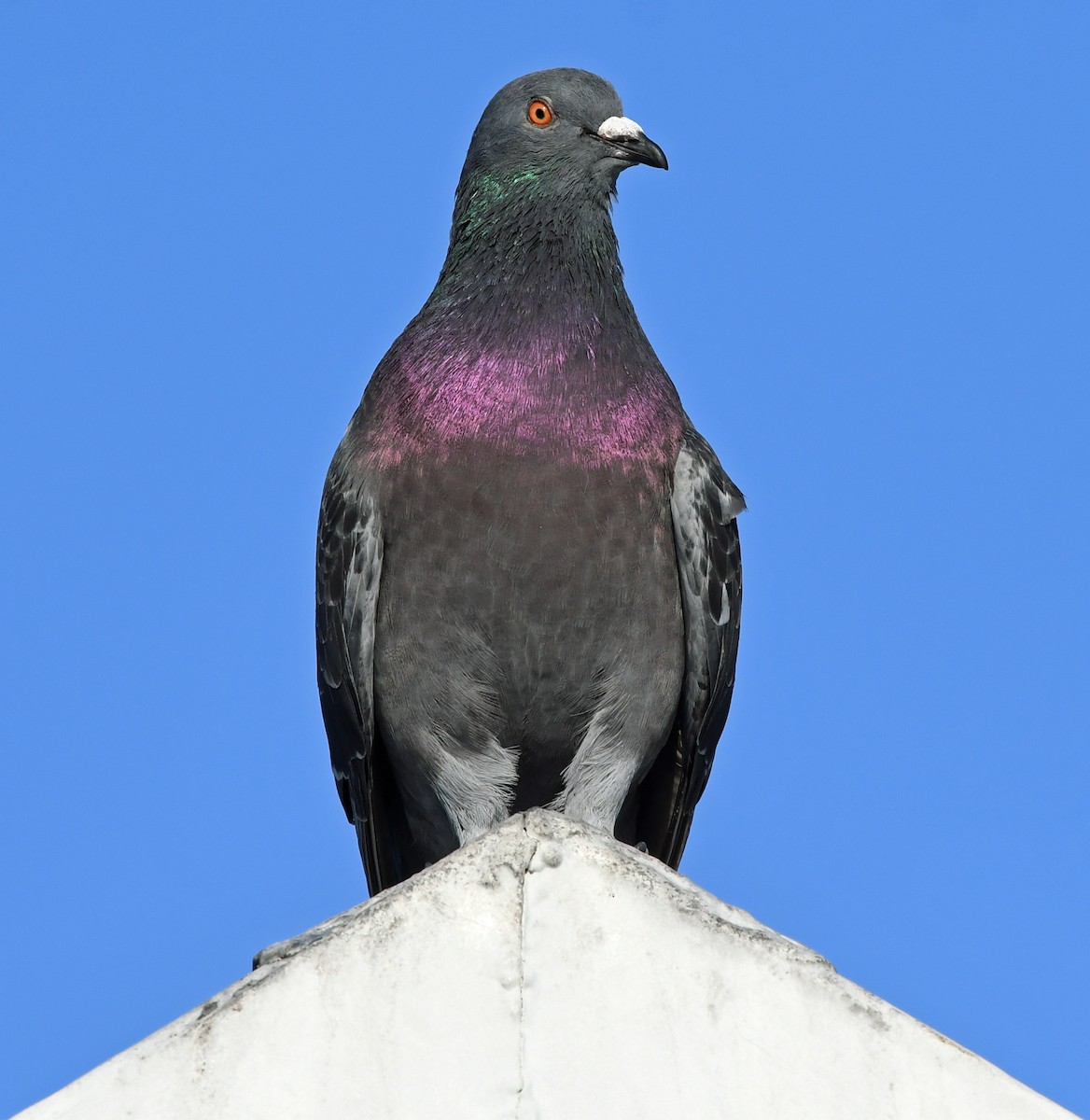 Rock Pigeon (Feral Pigeon) - ML616048812