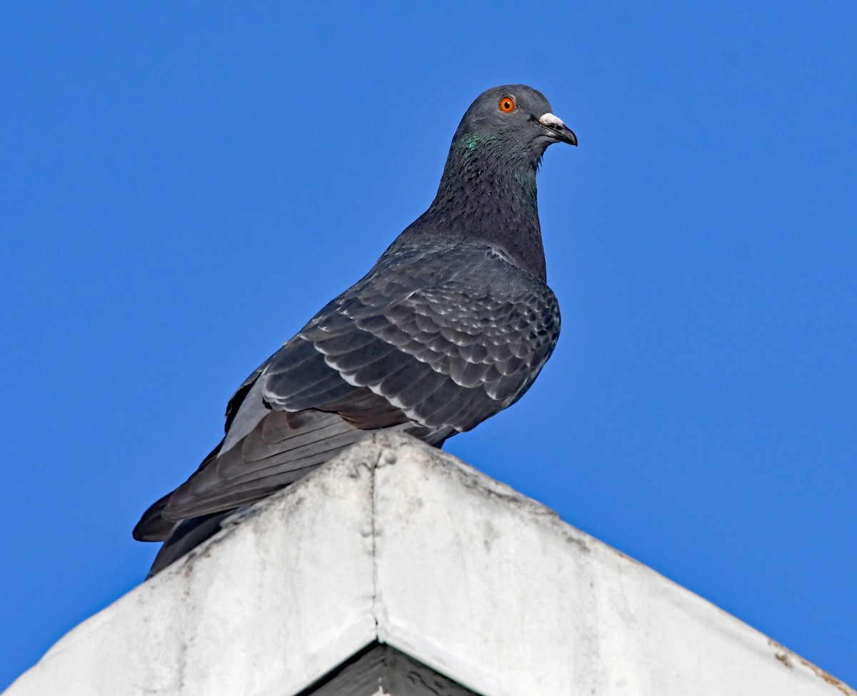 Rock Pigeon (Feral Pigeon) - ML616048813