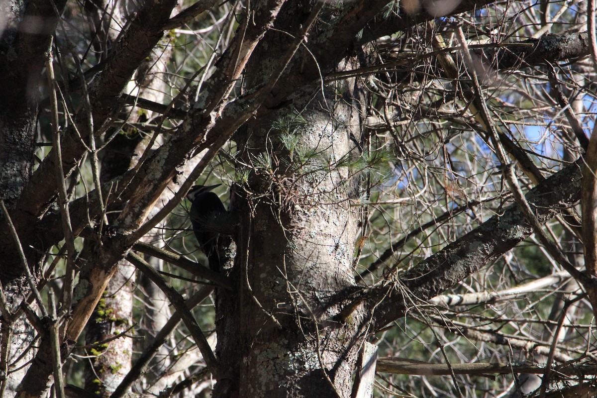 Pileated Woodpecker - ML616048840