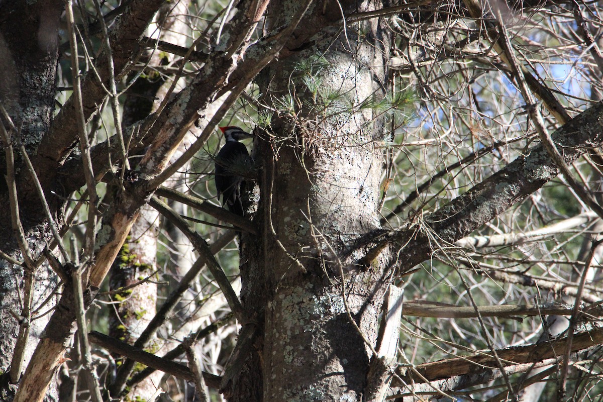 Pileated Woodpecker - ML616048841