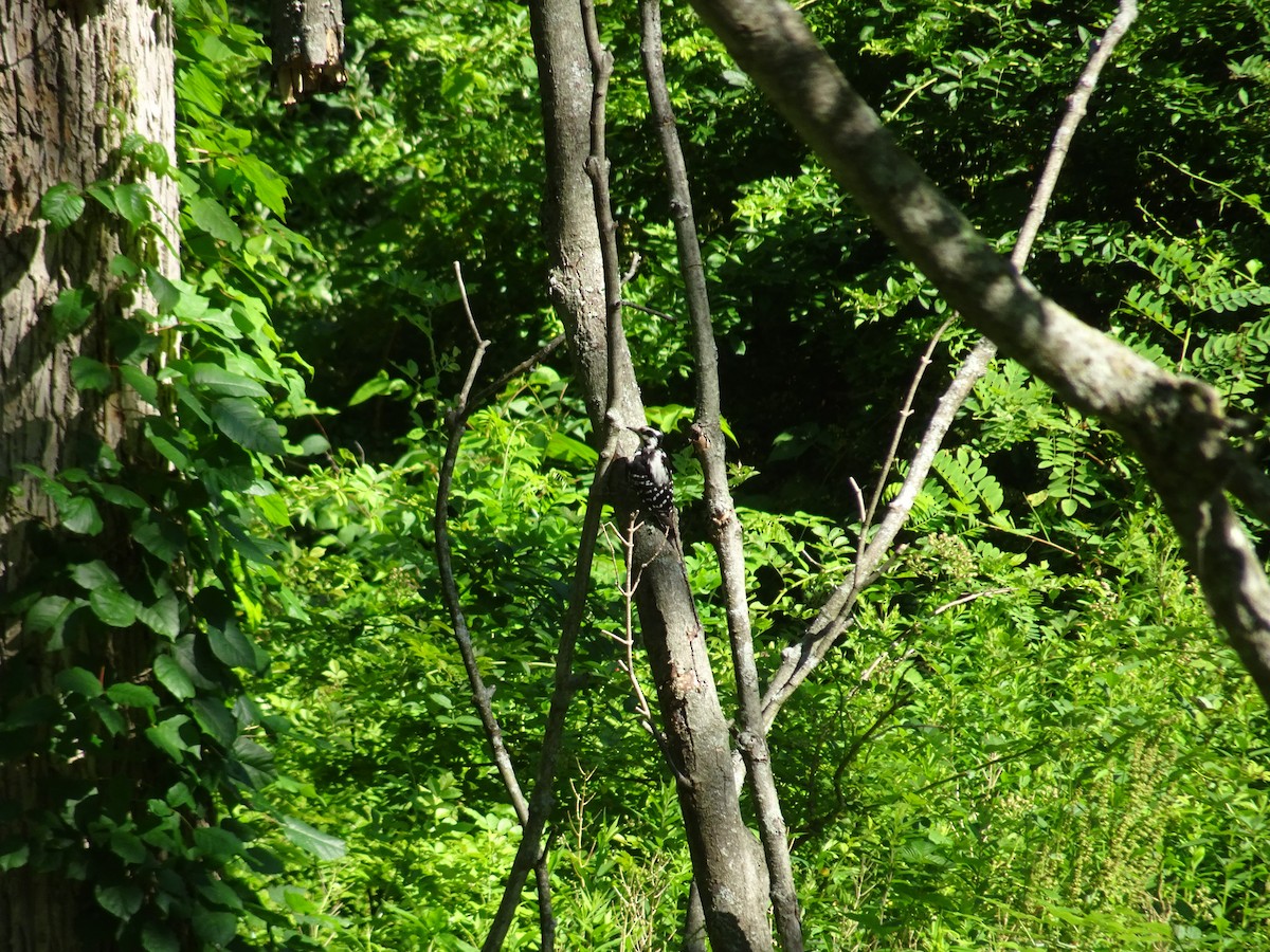 Hairy Woodpecker - Adrienne P