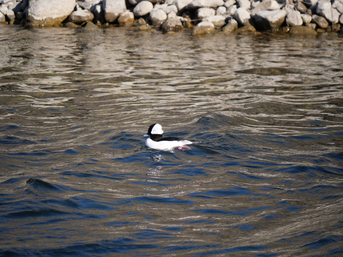 Bufflehead - ML616048891