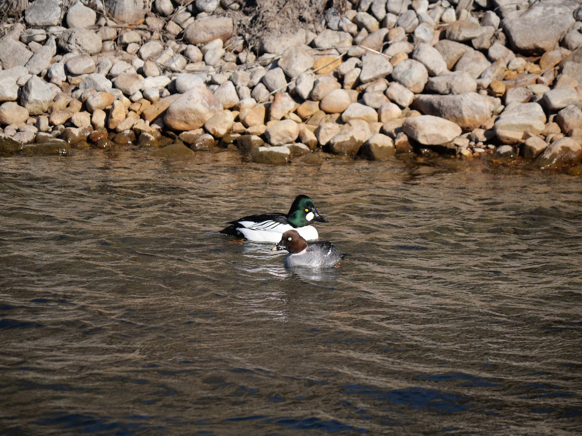 Common Goldeneye - ML616048897