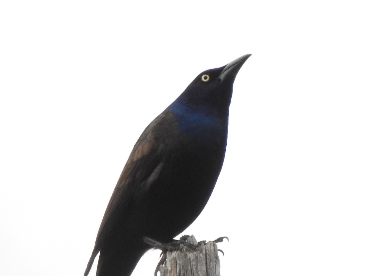 Common Grackle - Colby Gillies