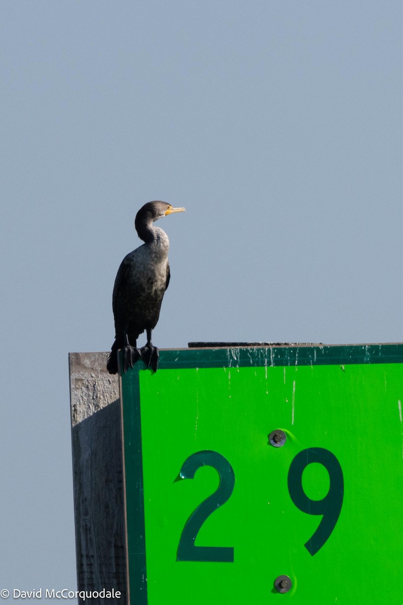 Double-crested Cormorant - ML616048952