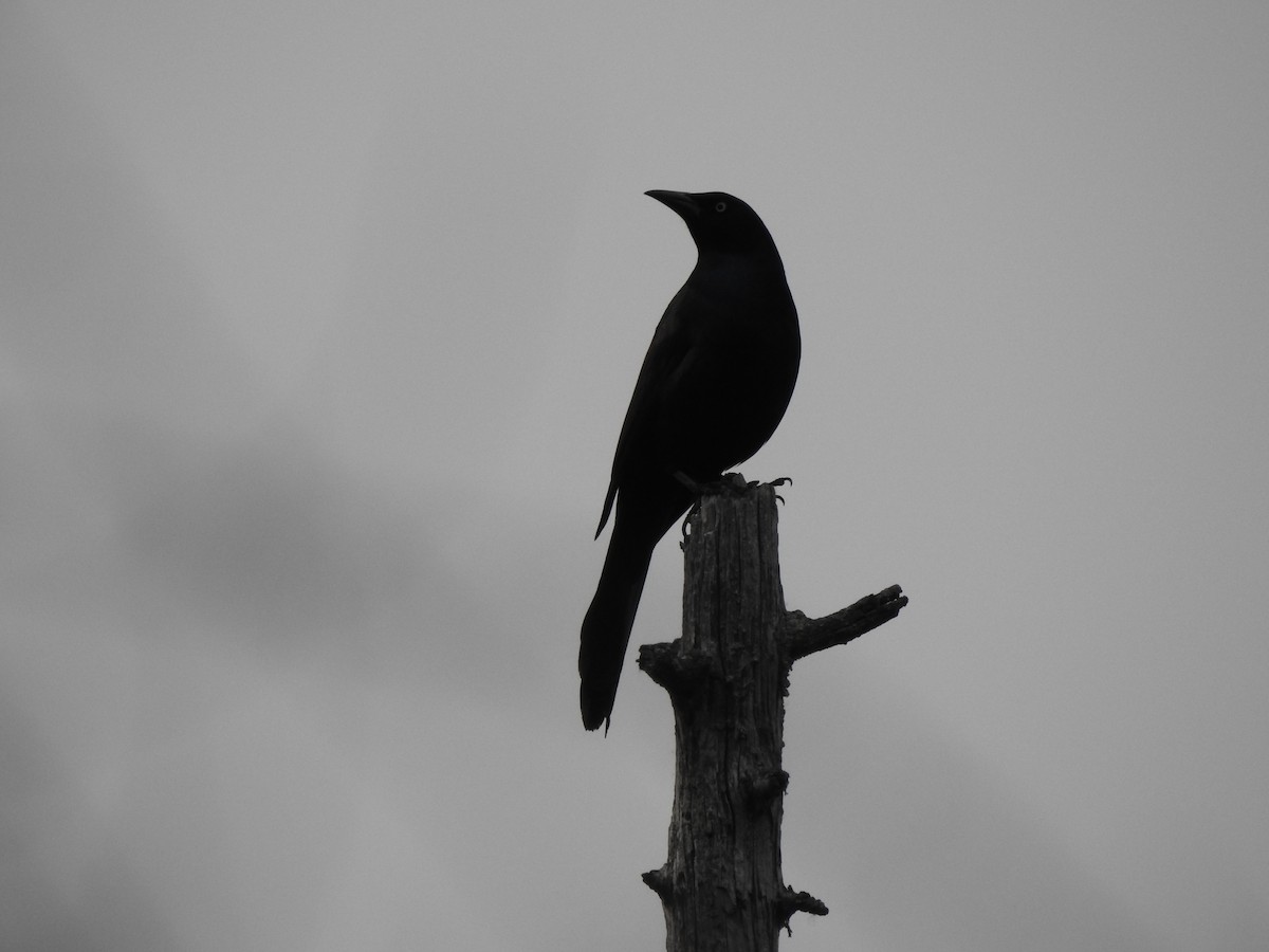 Common Grackle - Colby Gillies