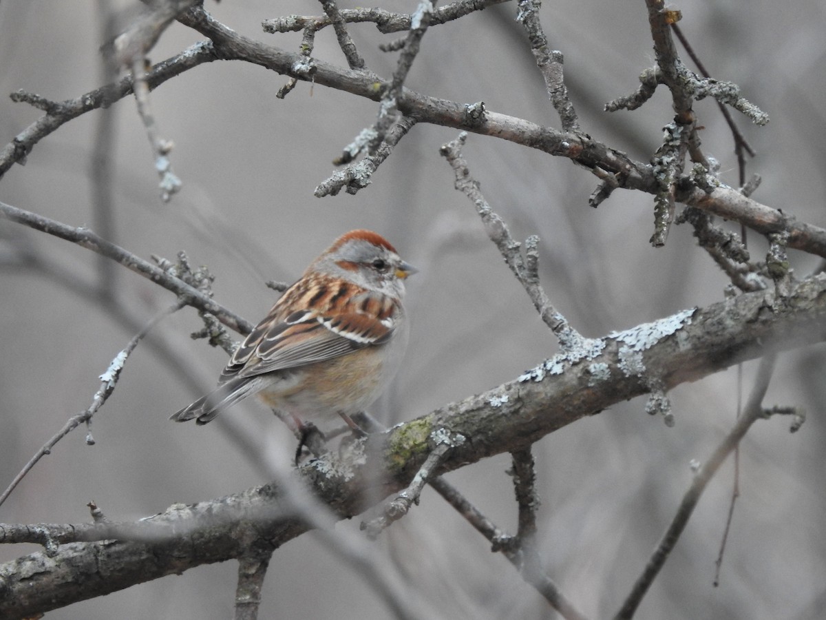 American Tree Sparrow - Colby Gillies