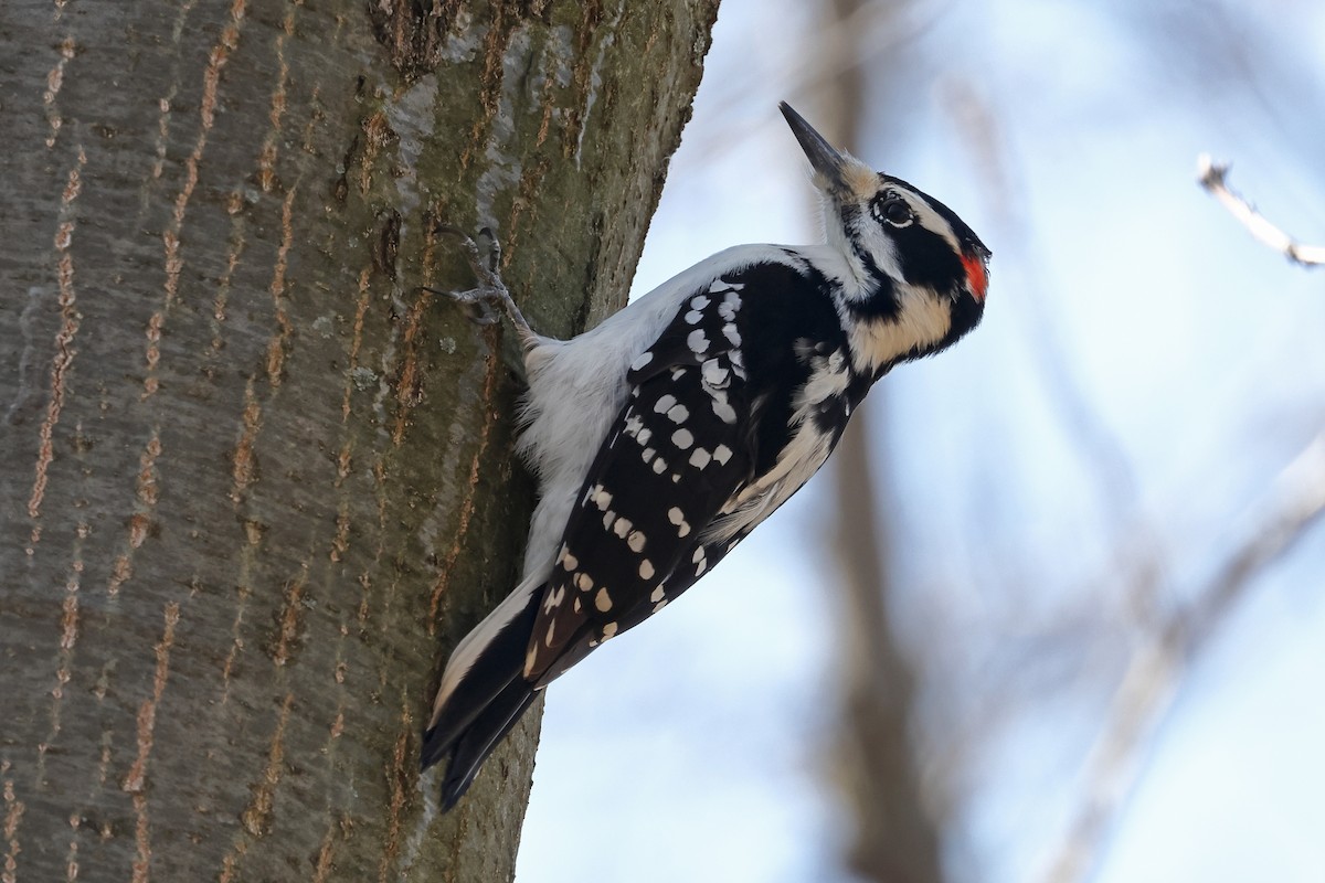 Hairy Woodpecker (Eastern) - ML616049018