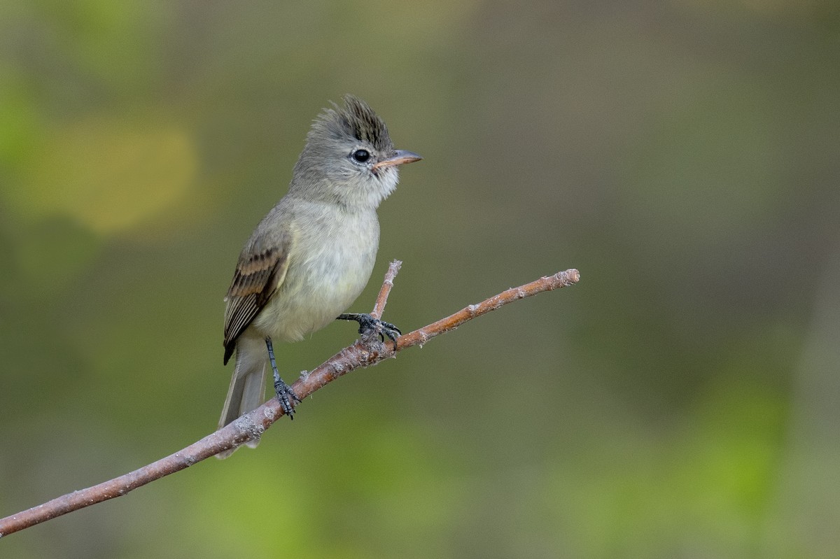 Northern Beardless-Tyrannulet - ML616049022