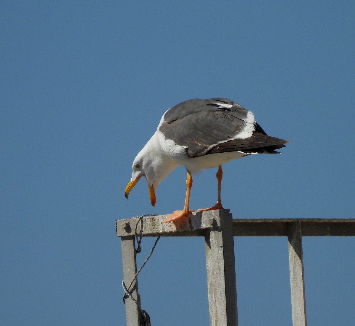 Yellow-footed Gull - ML616049035