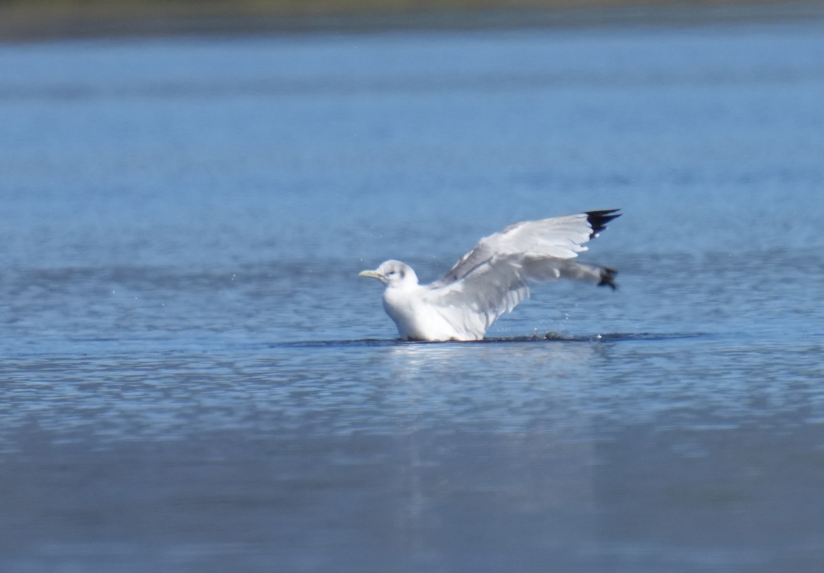 Black-legged Kittiwake - ML616049050