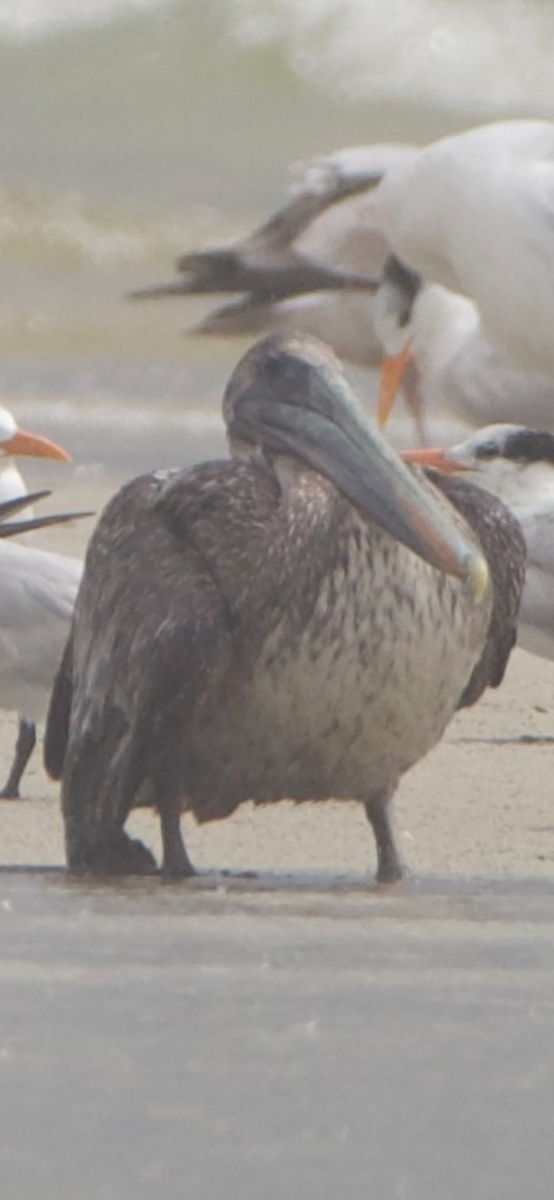 Brown Pelican - Jessica D