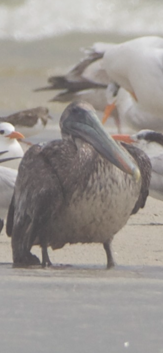 pelikán hnědý - ML616049059