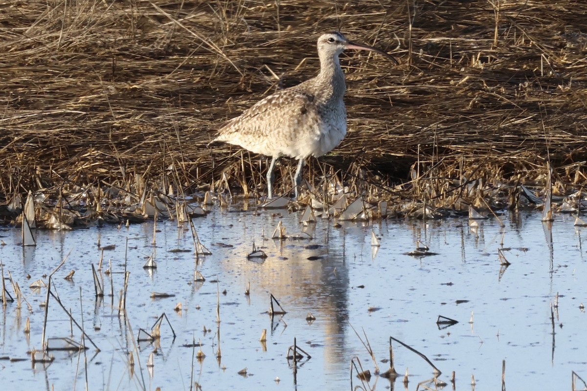 Regenbrachvogel - ML616049104