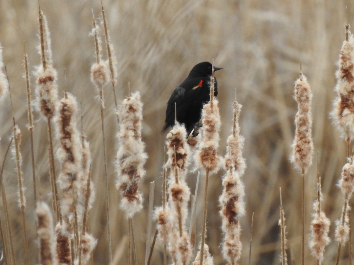 Red-winged Blackbird - Colby Gillies