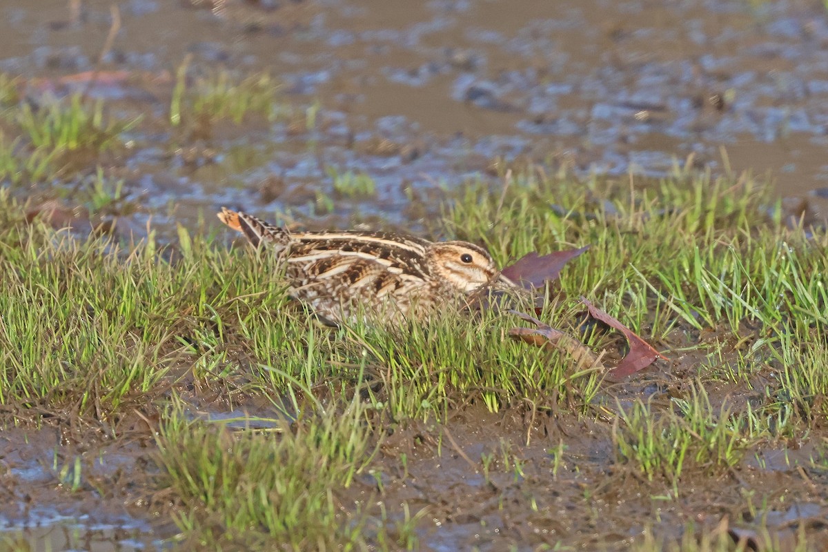 Wilson's Snipe - ML616049129