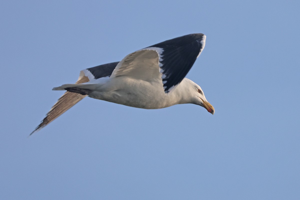 Great Black-backed Gull - ML616049142