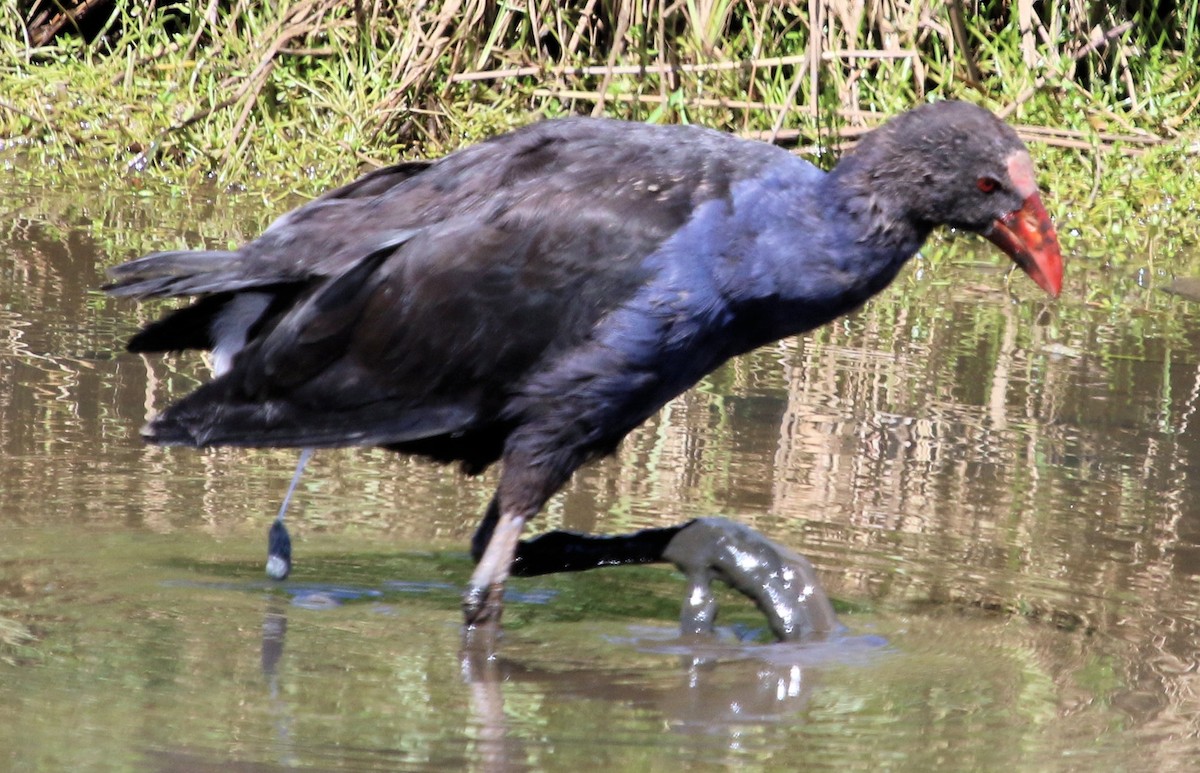 Australasian Swamphen - ML616049168