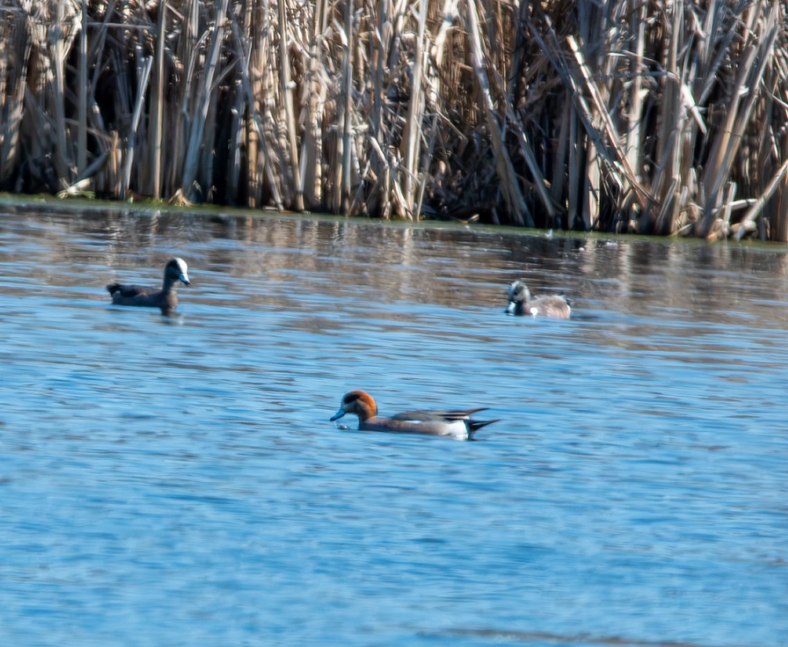 Eurasian x American Wigeon (hybrid) - ML616049199