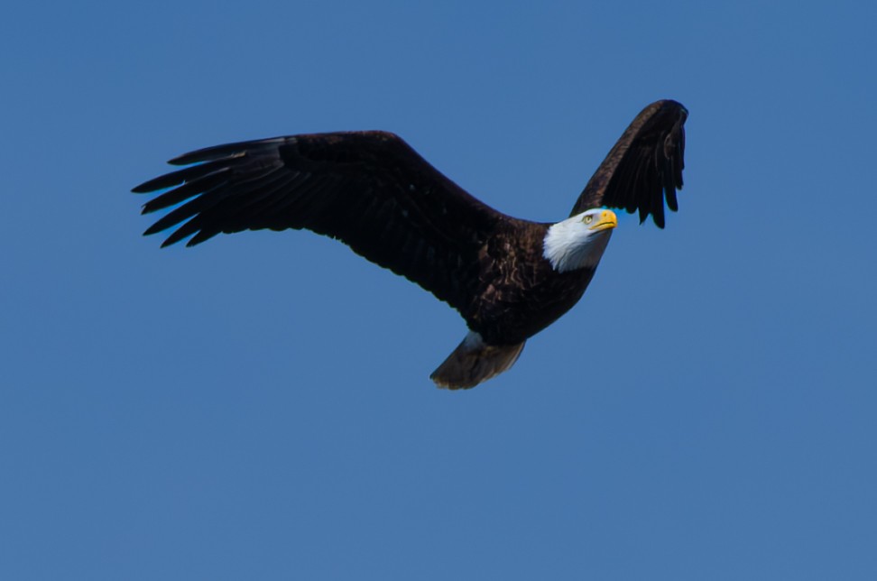 Bald Eagle - ML616049213