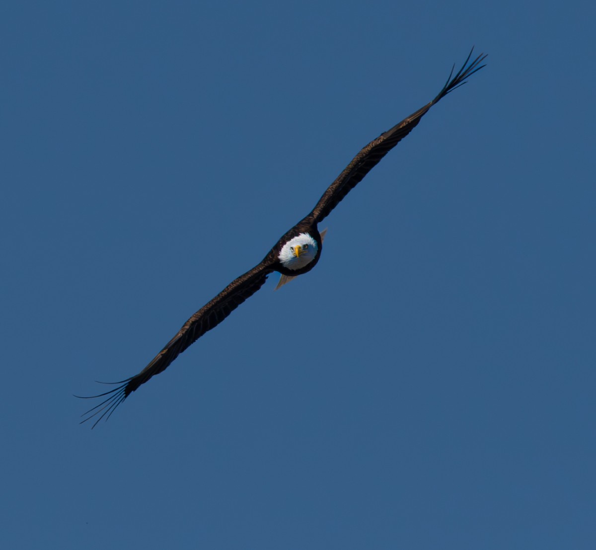 Bald Eagle - ML616049215