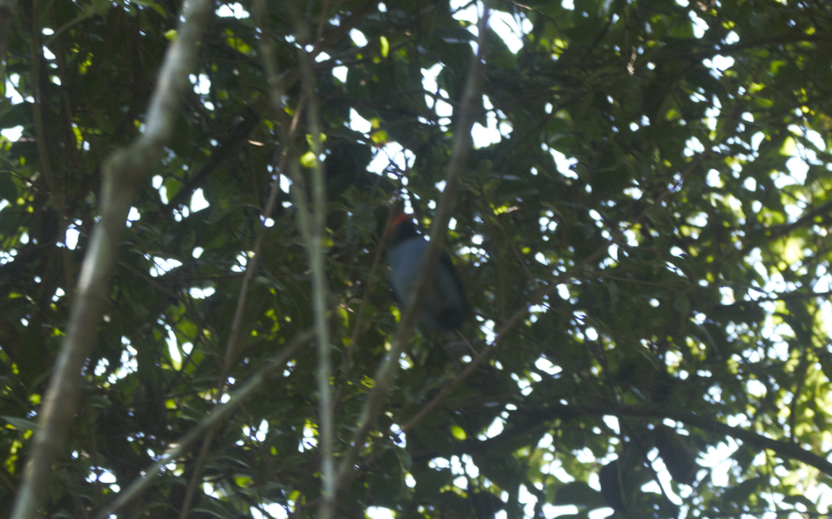 Swallow-tailed Manakin - Joaquin Yako Valentinuzzi