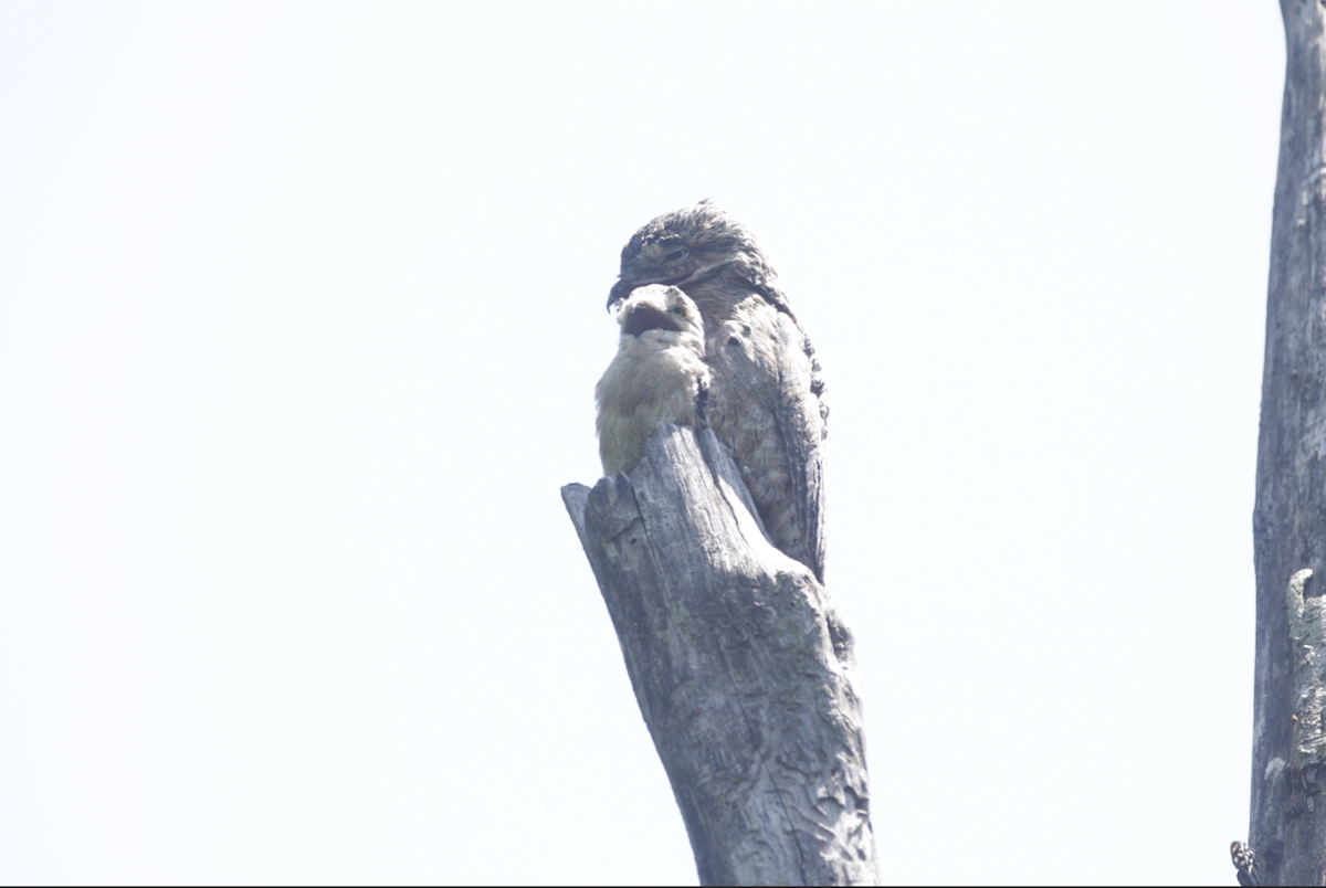 Common Potoo - ML616049324