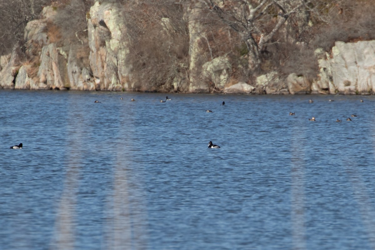 Ring-necked Duck - jessica gallipeau