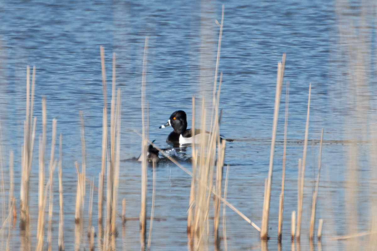 Ring-necked Duck - ML616049445