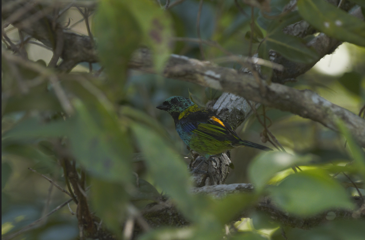 Green-headed Tanager - ML616049465