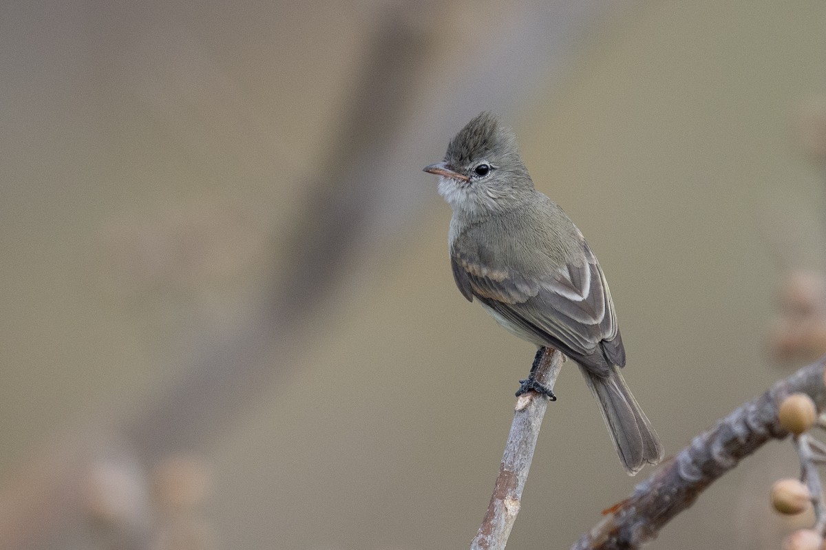 Northern Beardless-Tyrannulet - ML616049474