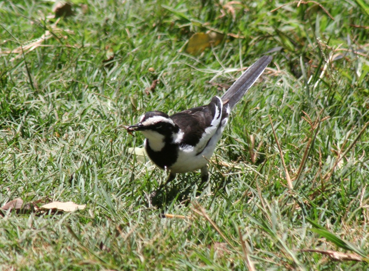 African Pied Wagtail - ML616049516