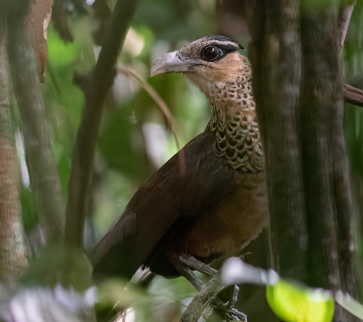 Scaled Ground-Cuckoo - ML616049544