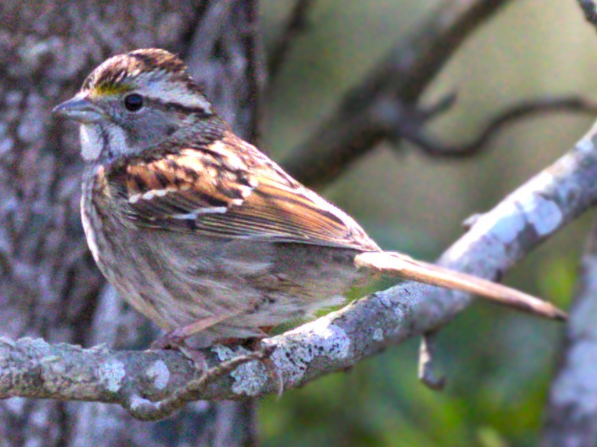 White-throated Sparrow - ML616049549
