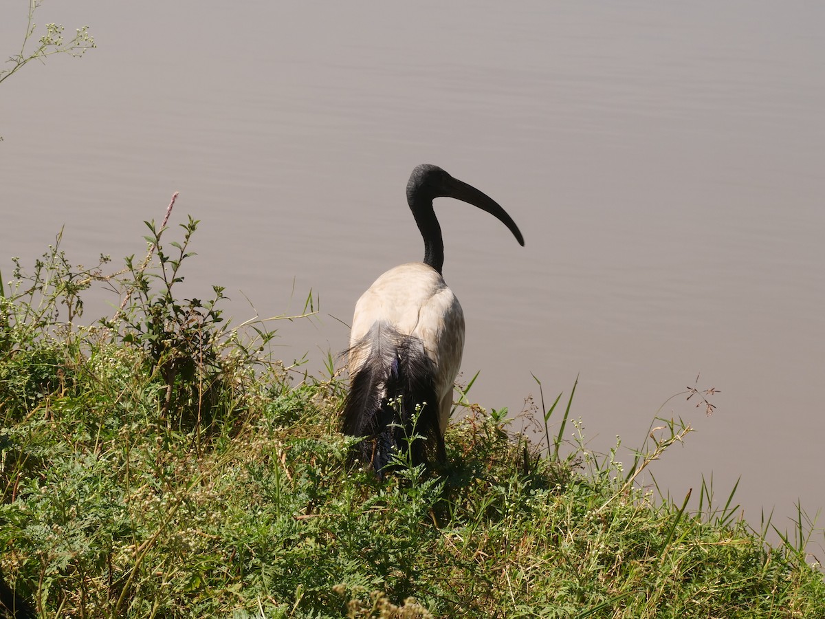 African Sacred Ibis - ML616049555