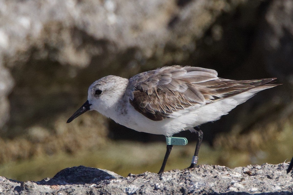 Bécasseau sanderling - ML616049570