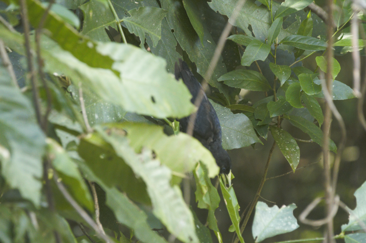 Red-rumped Cacique - Joaquin Yako Valentinuzzi